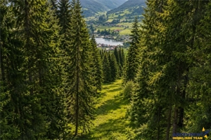 FILM!Teren 7.800mp,fosta partie de schi,investitie turistica agrement,Lunca Bradului,Mures