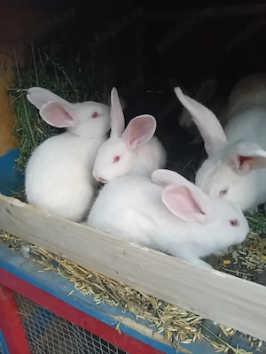 Vand puiet de panon.