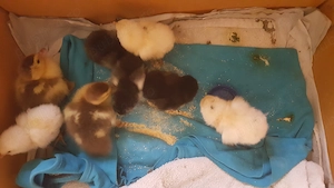 pui gaina Ameraucana  scosi de clota