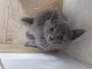British Shorthair Blue  - imagine 5