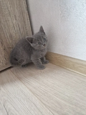 British Shorthair Blue  - imagine 2