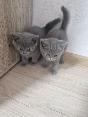 British Shorthair Blue  - imagine 3