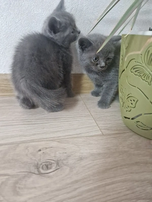 British Shorthair Blue  - imagine 6
