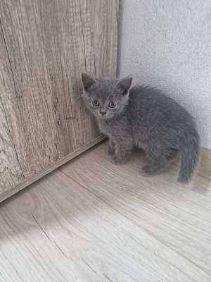 British Shorthair Blue  - imagine 3