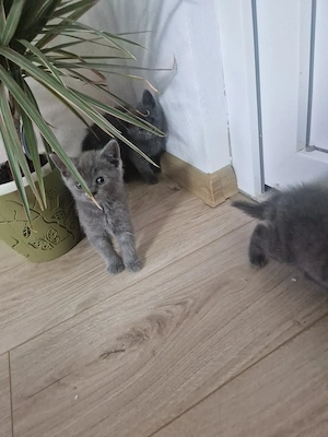 British Shorthair Blue  - imagine 9