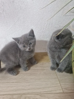 British Shorthair Blue  - imagine 4