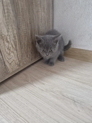 British Shorthair Blue  - imagine 7