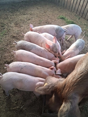 Vând purcei de 8 săptămâni 