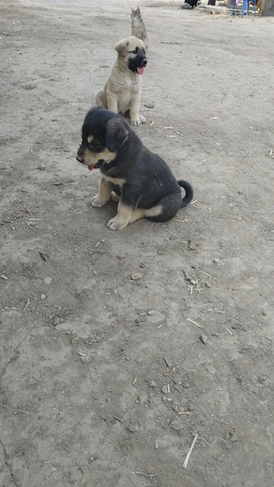 Cățel metis kangal 