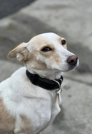 Caine spre adoptie