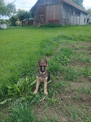 Pui ciobănesc german