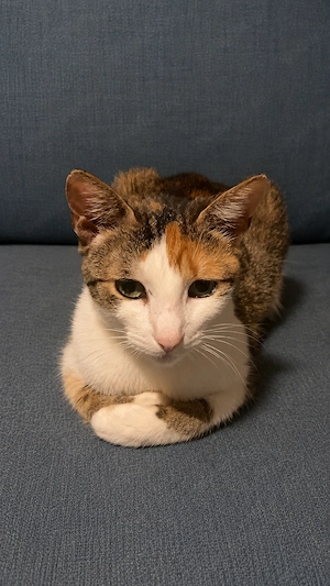 Pisica spre adoptie - imagine 2
