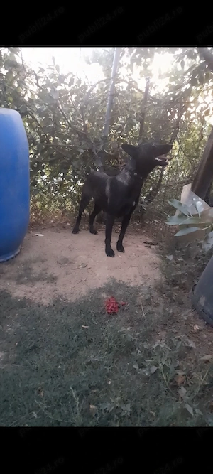 Malinois femela cu pedigree - imagine 2