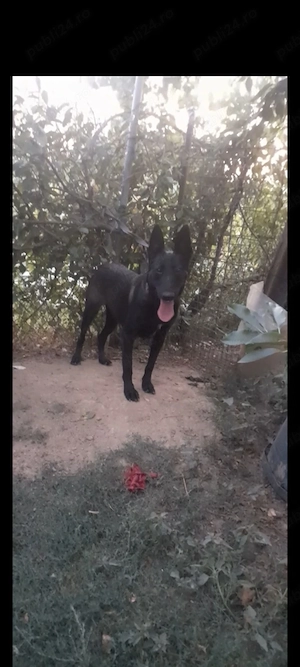 Malinois femela cu pedigree