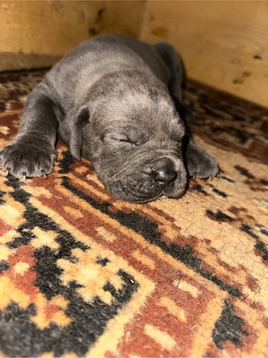 Pui de Cane Corso - imagine 5
