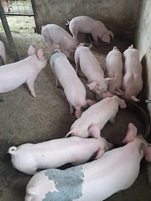 vand purcei (purcele)