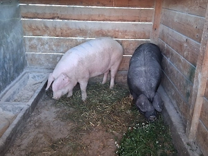 vând 2 porci pentru sacrificare 125-135  kg