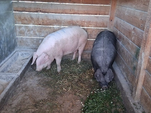 vând 2 porci pentru sacrificare 125-135  kg - imagine 2