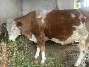 Vaca gestanta vanzare - imagine 2