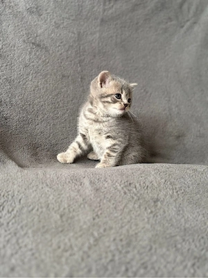 British Shorthair Silver  - imagine 2