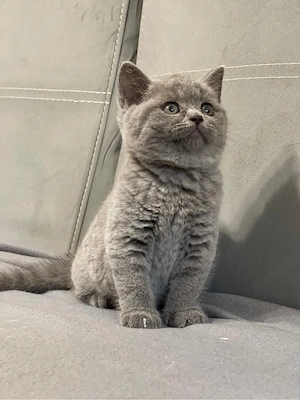 British Shorthair 