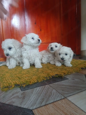 Bichon Maltez - Mini Toy - 4 fetițe caută căsuță nouă - imagine 2