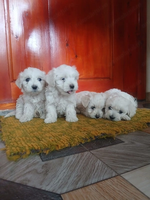 Bichon Maltez - Mini Toy - 4 fetițe caută căsuță nouă