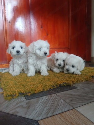 Bichon Maltez - Mini Toy - 4 fetițe caută căsuță nouă - imagine 4