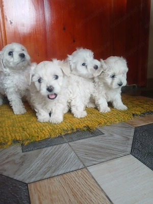Bichon Maltez - Mini Toy - 4 fetițe caută căsuță nouă - imagine 3