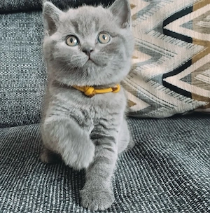British Shorthair 