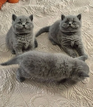 British Shorthair  - imagine 2