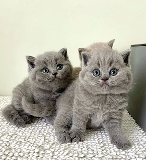 British Shorthair 