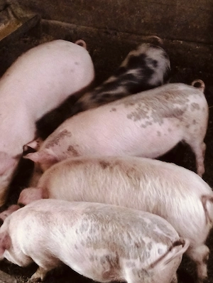 Șoldani frumoși 