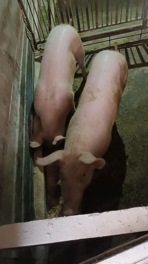 Soldani rasa de carne