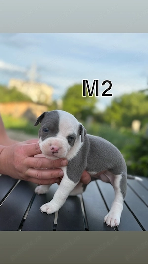 vand amstaff blue  - imagine 3