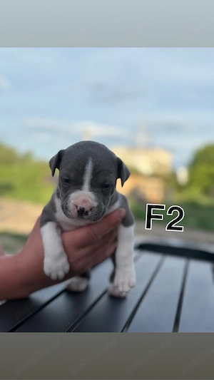 vand amstaff blue  - imagine 4
