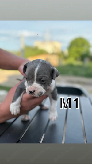 vand amstaff blue  - imagine 2
