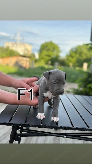 vand amstaff blue  - imagine 5