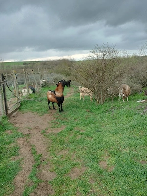 țap bun de prăsilă se vinde 