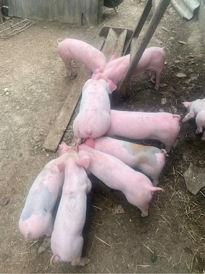 purcei 6 saptamani 