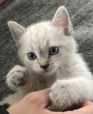 Fetițe și băieței tare simpatici Ragdoll  - imagine 2