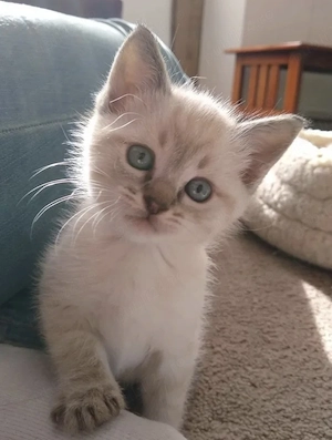 Puiuți Ragdoll tare simpatici 