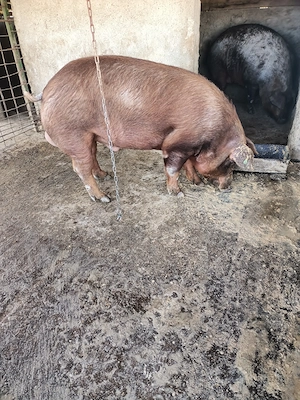 Vier duroc rasa pura