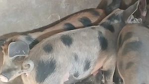 soldani 45 kg