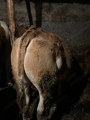 Vând vițel tauras