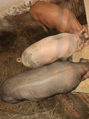 Vând porci