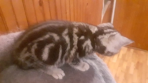 Pui british short hair silver tabby 