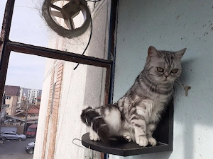 Pui british short hair silver tabby  - imagine 2