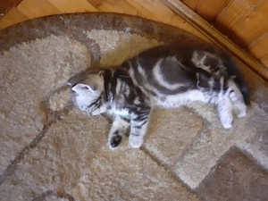 Pui british short hair silver tabby  - imagine 5