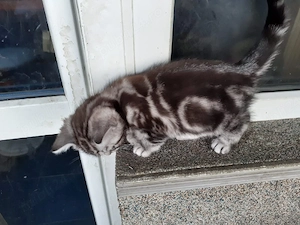 Pui british short hair silver tabby  - imagine 4